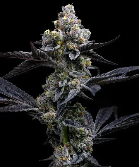 Sex: Feminised. Flowering Type: Photoperiod. Genetics: Girl Scout Cookies x Chemdawg. Genotype: Mostly Indica (90% Indica | 10% Sativa) Flowering Time: 63-70 Days. THC: Up to 30% CBD: Low. Yield: Indoors 600g/m2 | Outdoors 1500g/Plant.
