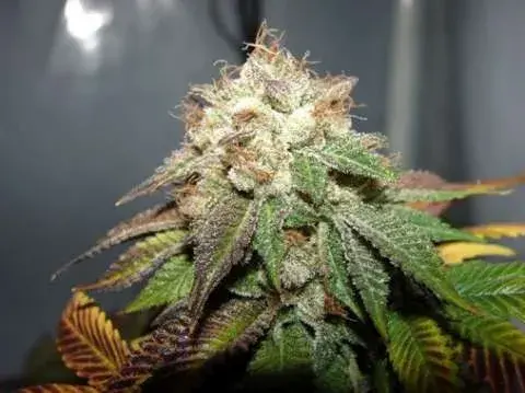 Pre98 Bubba BX2 Feminised Seeds | Cali Connection