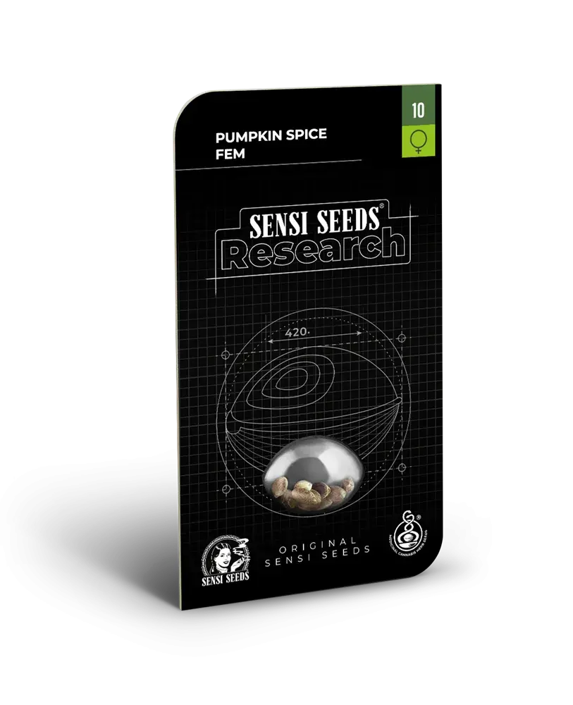 Pumpkin Spice Feminised Cannabis Seeds - Sensi Seeds Research