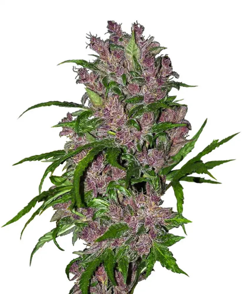 Purple Bud Auto Feminised Cannabis Seeds | White Label Seed Company