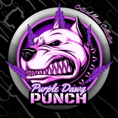 Purple Dawg Punch Feminised Cannabis Seeds | Critical Mass Collective Seeds