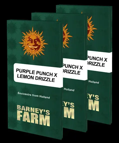 Purple Punch x Lemon Drizzle  Feminised Cannabis Seeds | Barney's Farm 