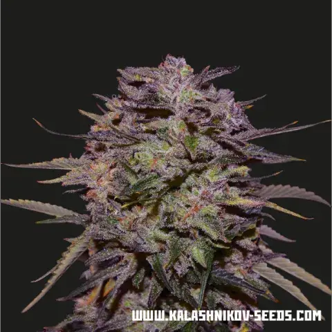 Purple Russian Express Feminised Cannabis Seeds | Kalashnikov Seeds