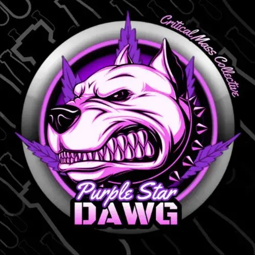 Purple Star Dawg  Feminised Cannabis Seeds | Critical Mass Collective Seeds