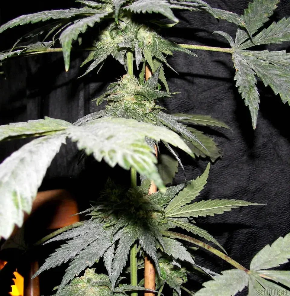 Purple Pineberry Regular Cannabis Seeds | Secret Valley