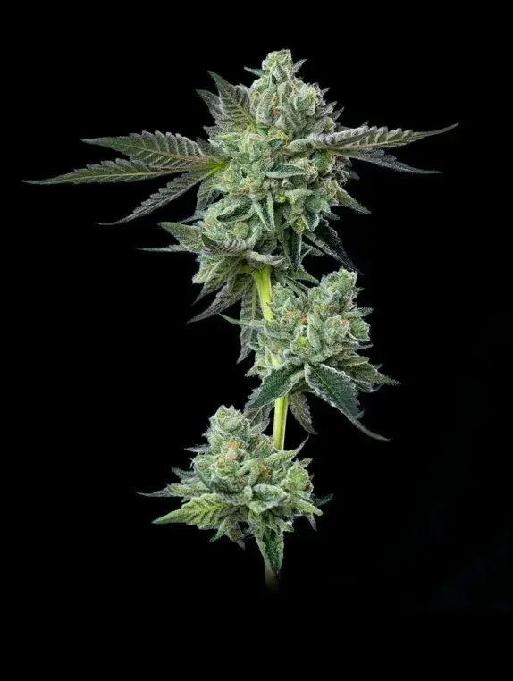 Blue Zushi Feminised Cannabis Seeds - Mavericks Seeds.