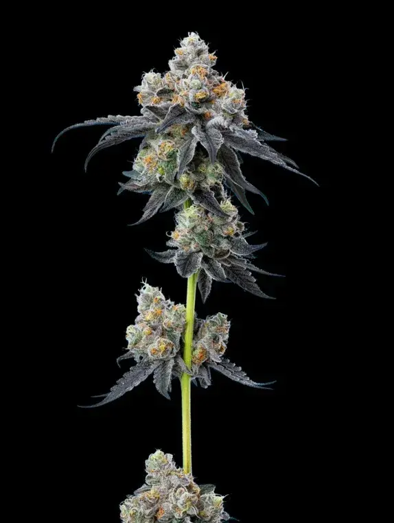 Gelato 33 Feminised Cannabis Seeds - Mavericks Seeds.
