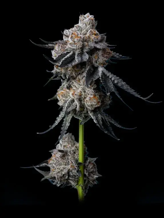 GG #4 Feminised Cannabis Seeds - Mavericks Seeds.