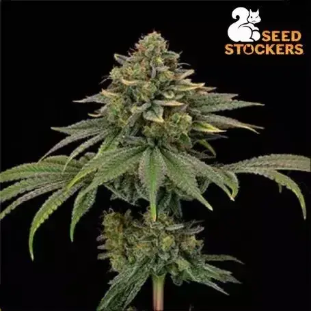 Superior Tropical Zmoothie Feminised Cannabis Seeds | Seed Stockers.