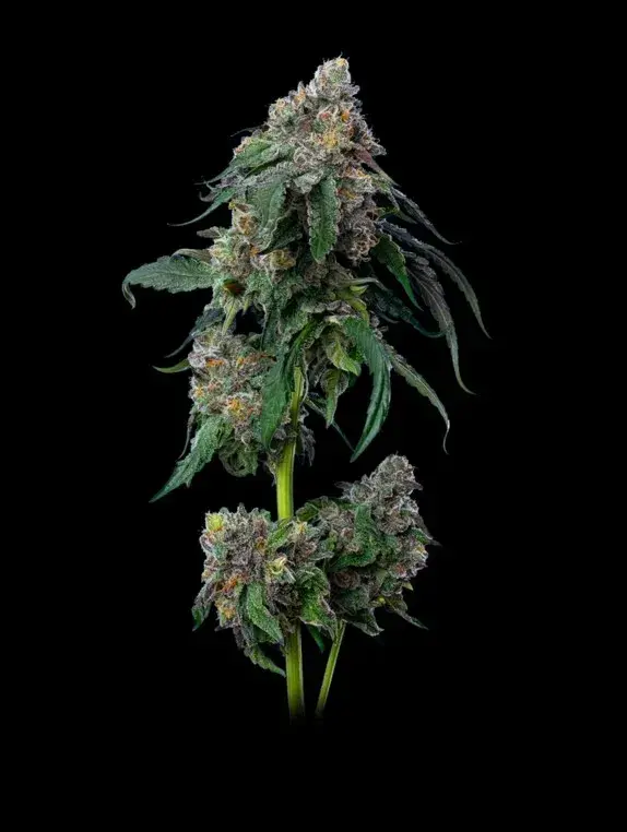 Gush Mints Feminised Cannabis Seeds - Mavericks Seeds.