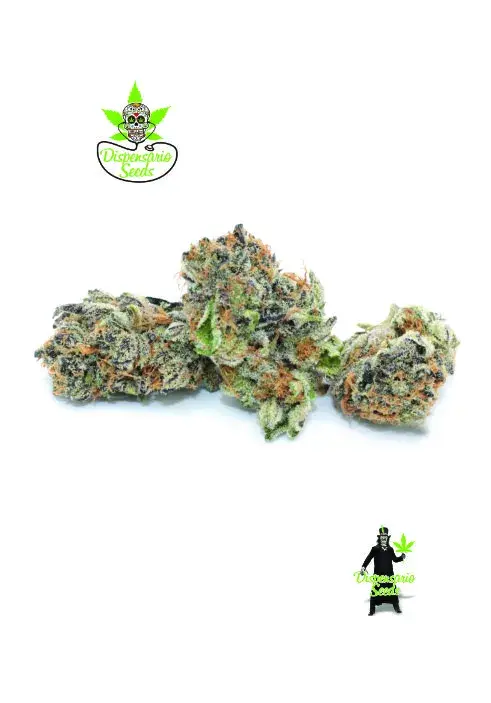 Rainbow Sherbet Feminised Cannabis Seeds | Dispensario Seeds