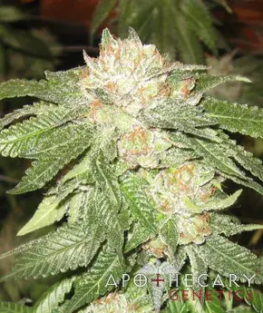 Rascal OG Regular Cannabis Seeds | Apothecary Genetics Seeds
