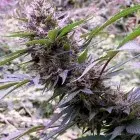 Red Libanon Regular Auto Cannabis Seeds | Flash Autos