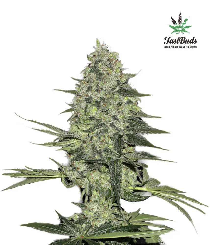Rhino Ryder Auto Feminised Cannabis Seeds | Fast Buds
