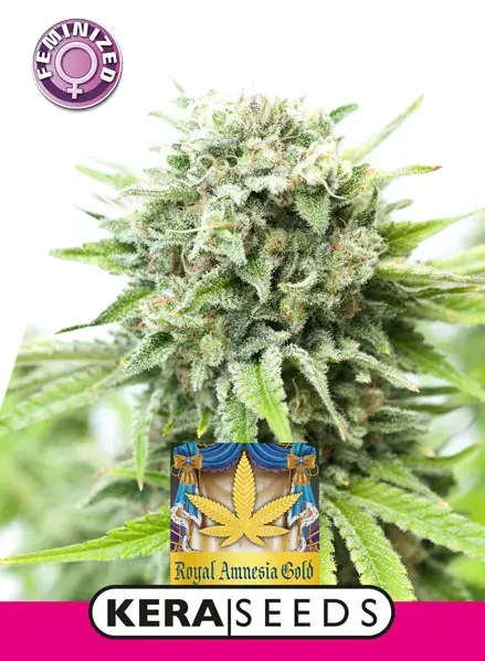 Royal Amnesia Gold Feminised Cannabis Seeds | Kera Seeds