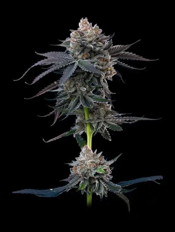 Cherry Runtz Feminised Cannabis Seeds - Mavericks Seeds.