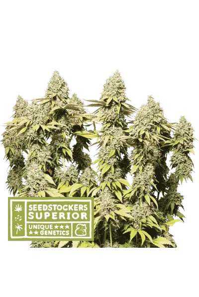 Rucu Rucu OG Feminised Cannabis Seeds | Seed Stockers