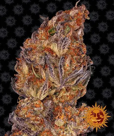 Runtz Auto Feminised Cannabis Seeds | Barney's Farm 