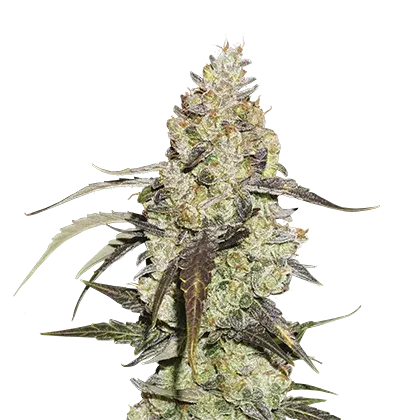 Runtz Feminised Cannabis Seeds | Seed Stockers