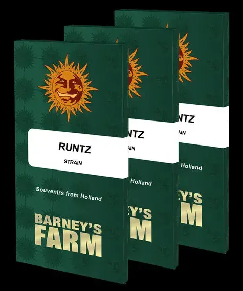 Runtz Feminised Cannabis Seeds | Barney's Farm 