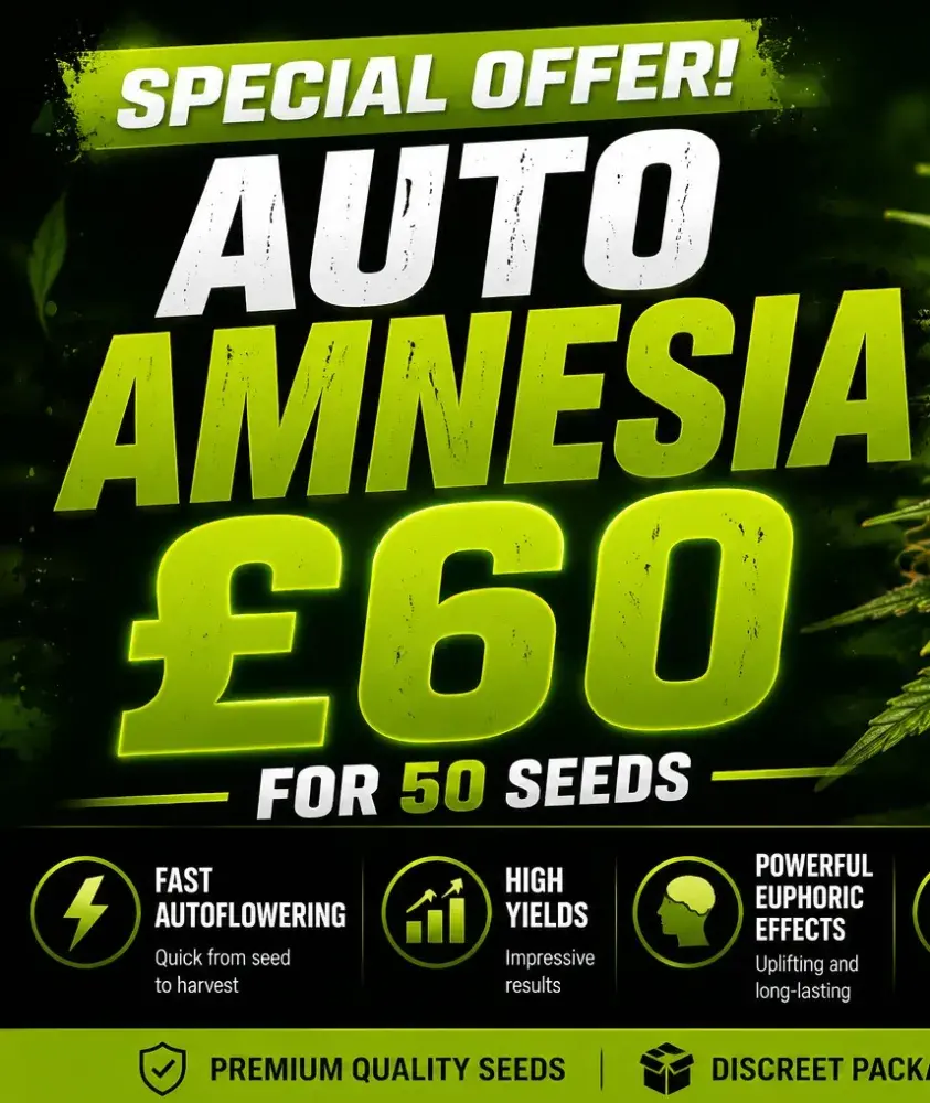 Auto Amnesia 50 Seed Pack | Discount Cannabis Seeds.