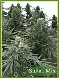 Safari Mix (20 seeds) Regular Cannabis Seeds