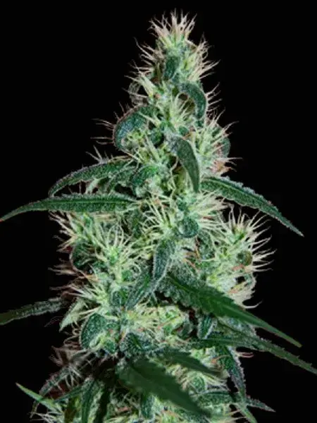Blizzard Feminised Cannabis Seeds