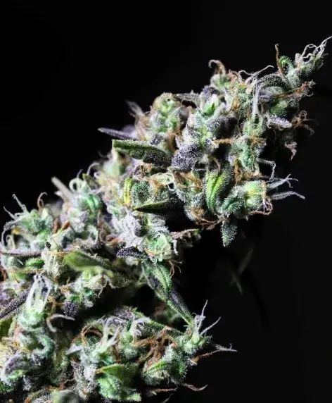 Icer Feminised Cannabis Seeds | R-Kiem Seeds