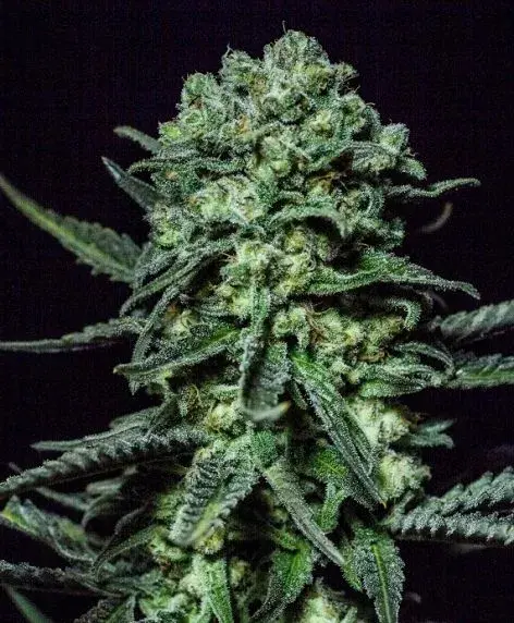 Muse Feminised Cannabis Seeds | R-Kiem Seeds