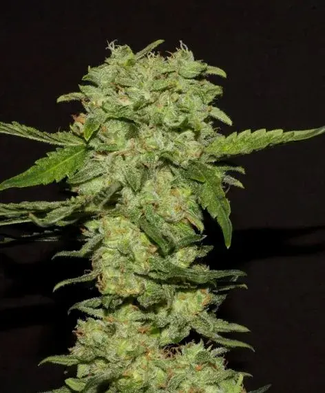 Portela Feminised Cannabis Seeds | R-Kiem Seeds