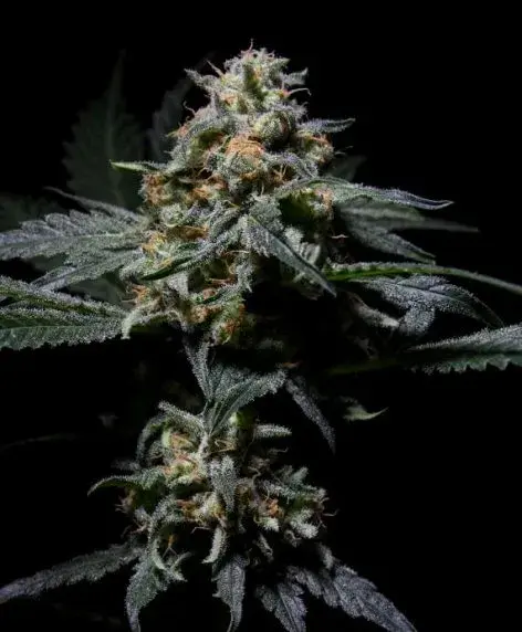 R-Kiem Regular Cannabis Seeds | R-Kiem Seeds