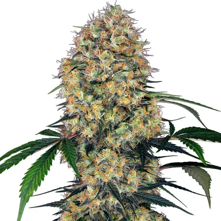 Sensi Amnesia XXL Auto Feminised Cannabis Seeds - Sensi Seeds Research