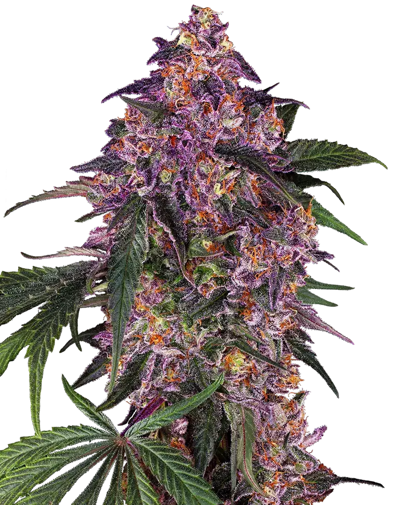 Sensi Purple Kush Feminised Cannabis Seeds - Sensi Seeds