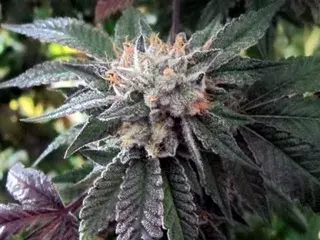 BC Shiatsu Kush Regular Cannabis Seeds | BC Bud Depot