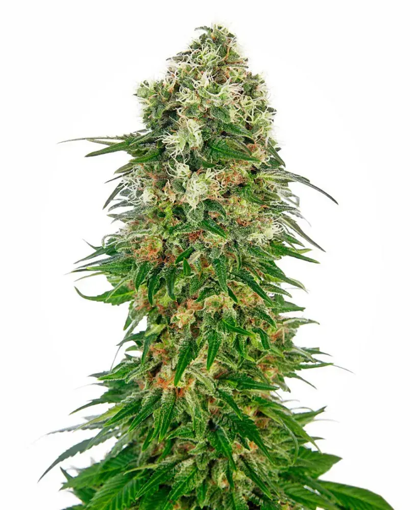Shiva Skunk Auto Feminised Cannabis Seeds | Sensi Seeds 