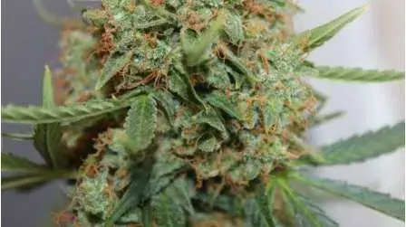 Short Rider Feminised Cannabis Seeds | Nirvana 