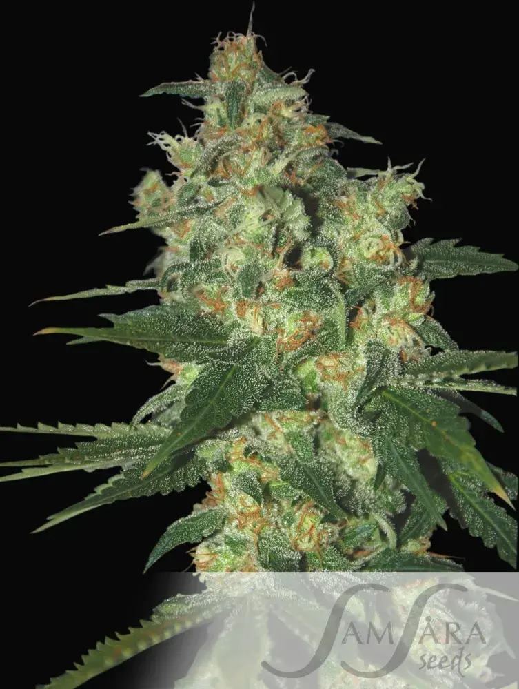 Shot Adrenaline Auto Feminised Cannabis Seeds