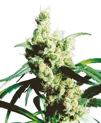 Silver Haze Regular Cannabis Seeds | Sensi Seeds