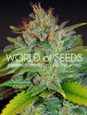 Skunk 47 Feminised Cannabis Seeds | World of Seeds
