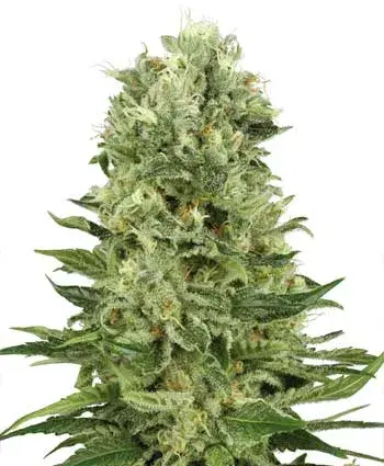 Skunk # 1 Automatic Feminised Cannabis Seeds | White Label Seed Company
