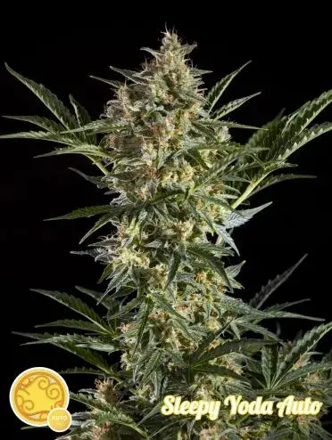 Sleepy Yoda Auto Feminised Cannabis Seeds | Philosopher Seeds