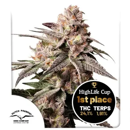 Slush Mint Cake Feminised Cannabis Seeds | Dutch Passion.
