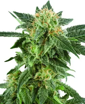 Snow Ryder Automatic Feminised Cannabis Seeds | White Label Seed Company
