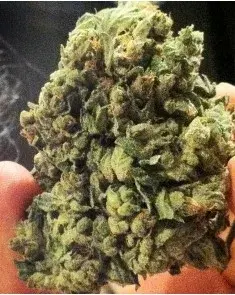 So G Kush Feminised Cannabis Seeds | Soma Seeds