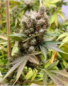 Somalicious Feminised Cannabis Seeds | Soma Seeds