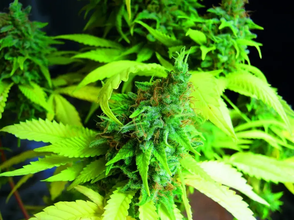 Somango Feminised Cannabis Seeds | Seedsman