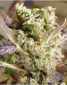 Somango Regular Cannabis Seeds | Soma Seeds