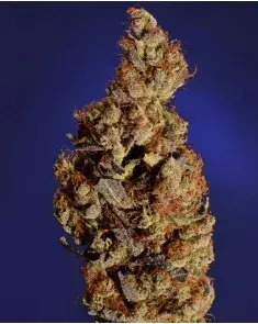 Somari Feminised Cannabis Seeds | Soma Seeds