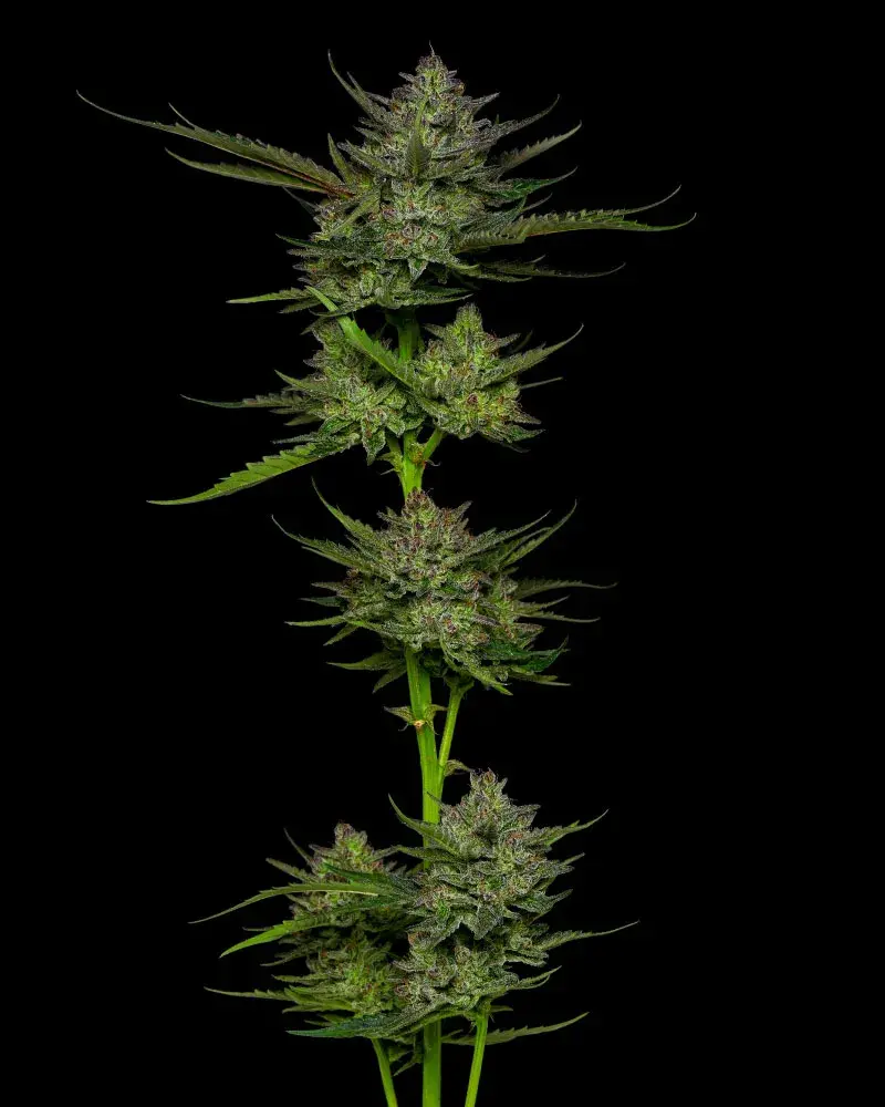 Sour Apple Auto Feminised Cannabis Seeds - Humboldt Seed Company