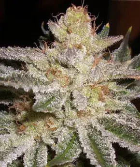 Buy Apothecary Genetics Seeds Sour OG (10 Reg) Cannabis Seeds